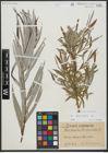 Foto von Salix viminalis L.